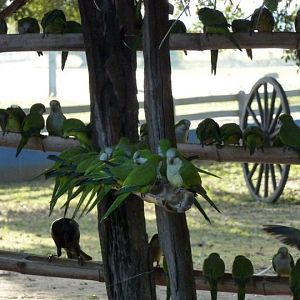 Monk parakeets