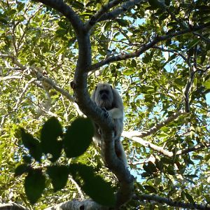 Female black howler
