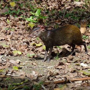 Wild Brazilian agouti