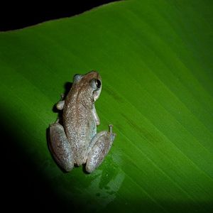 Treefrog