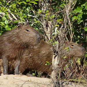 Capybaras