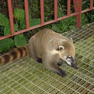 Wild Coati