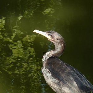 Neotropic cormorant