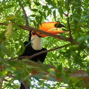 Toco toucan