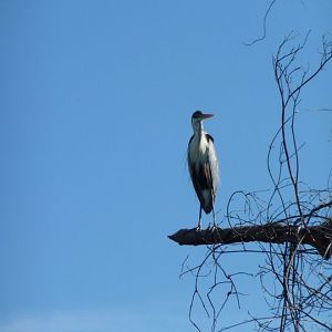 Great blue heron