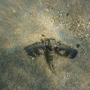 Flying gurnard