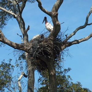 Nesting Jabirus