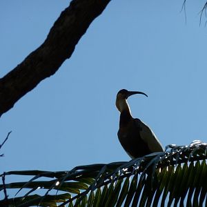 Buff-necked ibis