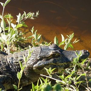 Yacare caiman