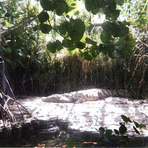American Crocodile ~ Manatee Springs