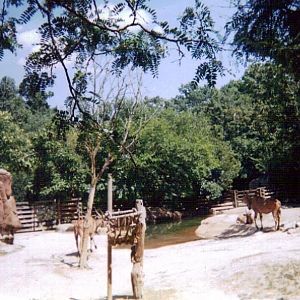 Giant Eland Paddock