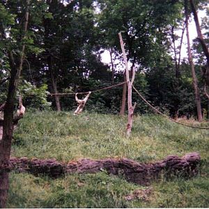 Brachiating White-handed Gibbon ~ Jungle Trails