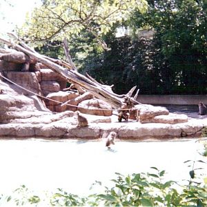 Japanese Macaques ~ Monkey Island
