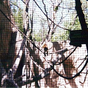 Grey's Crowned Guenon  Exhibit ~ Gorilla World