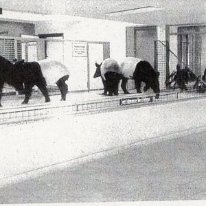 Malayan Tapirs and Okapi