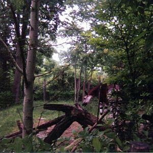 Okapi Yard ~ Vanishing Giants