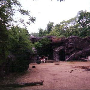 Mhorr Gazelle Paddock ~ Wildlife Canyon