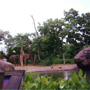 Asian Elephant Yard ~ Vanishing Giants
