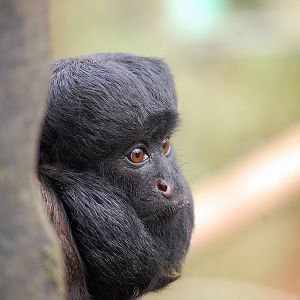 Red-backed Bearded Saki