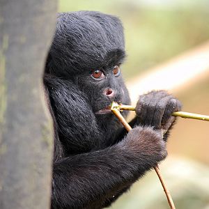 Red-backed Bearded Saki