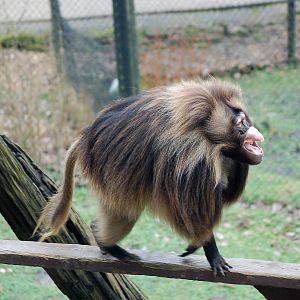 Junior the Gelada