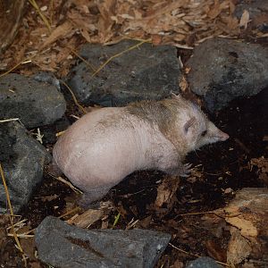 Tailless tenrec