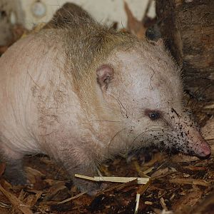 Tailless tenrec