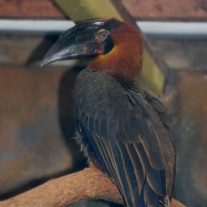 Rufous Hornbill