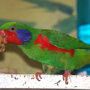 Red-flanked Lorikeet