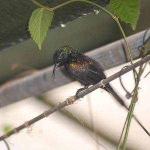 Bronze sunbird