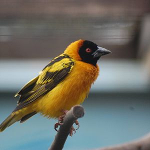 Village Weaver