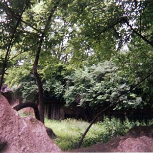 Black Rhinoceros Yard  ~ Rhino Reserve