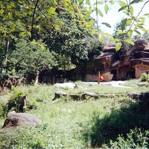 Black Rhinoceros Yard  ~ Rhino Reserve