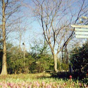 Siamang Viewed From Across Park