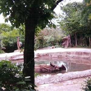 Indian Rhino in Pool ~ Rhino Reserve
