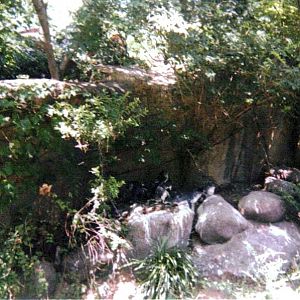 Part of the Blue Penguin Exhibit ~ Children's Zoo