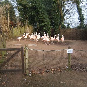Chilean Flamingo`s