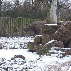 Indian Rhino in snow
