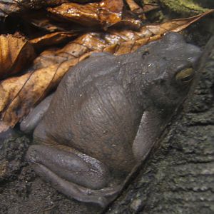 Asian Tree Toad