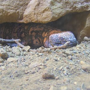Gila Monster