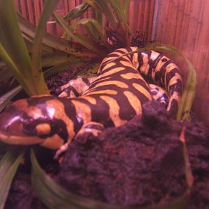 Tiger Salamander