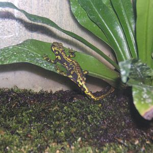 Marbled Salamander