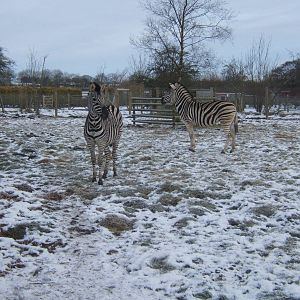 Damara Zebra in snow
