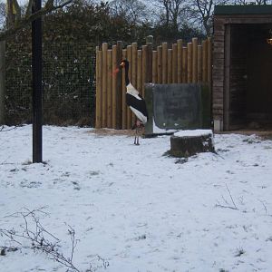 Saddle-billed Stork in snow