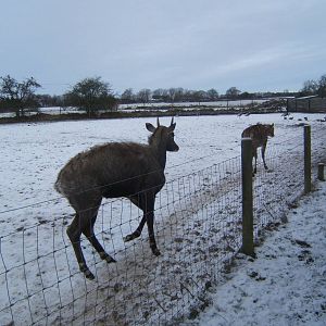 Nilgai in snow