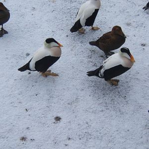 Eider Duck in snow
