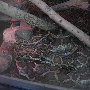 Burmese Python