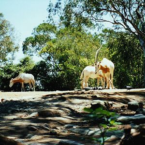Old Taronga Zoo Photo January 1994 - Oryxes
