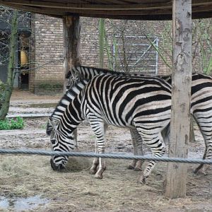 Chapman,s Zebra 26/02/11