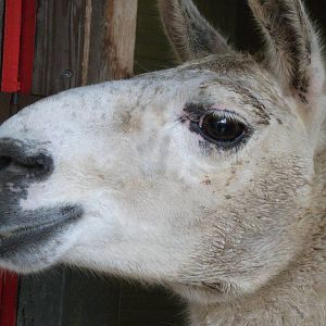 Llama